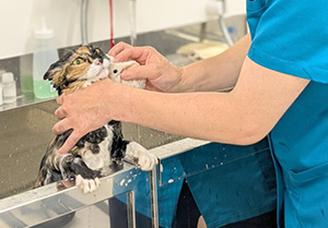 エール動物病院のトリミング